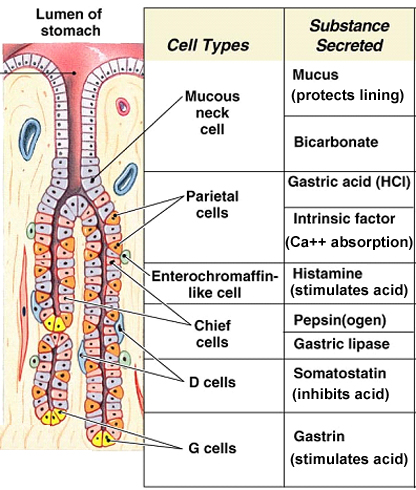 Gastric Pit